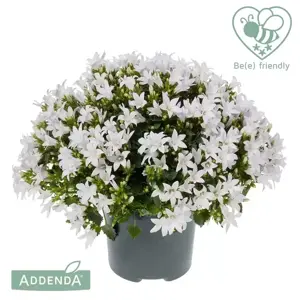 Campanula Addenda Ambella 'White' 12cm - image 2