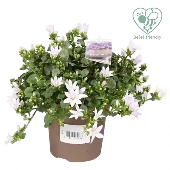 Campanula Addenda Ambella 'White' 10.5cm - image 3