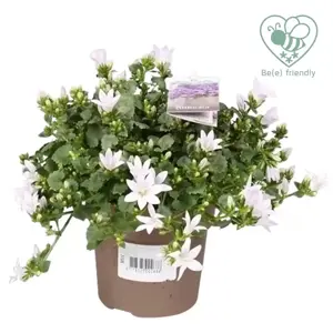 Campanula Addenda Ambella 'White' 10.5cm - image 3