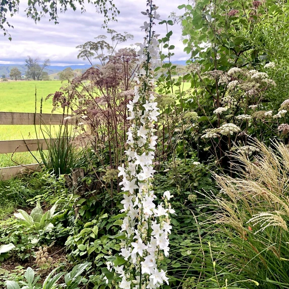 Campanula pyramidalis 'Alba' - image 1
