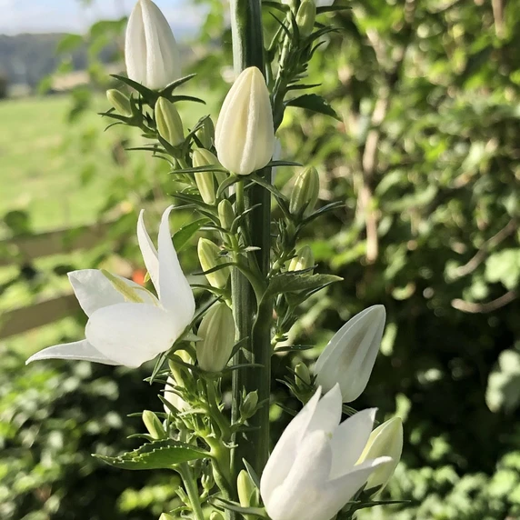 Campanula pyramidalis 'Alba' - image 2