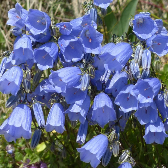Campanula cochlearifolia 'Bells Blue' 1L