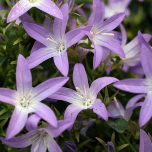 Image Credit: Syngenta Flowers