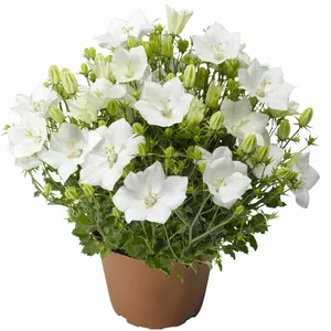 Picture - Syngenta Flowers