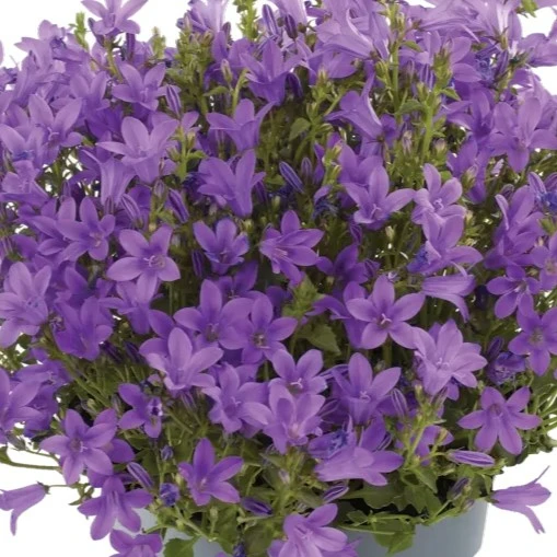 Image Credit: Ball Horticultural Company