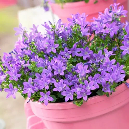 Campanula portenschlagiana 'Catharina' 9cm
