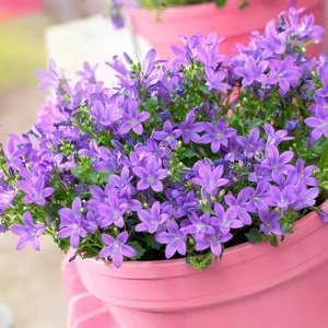Campanula portenschlagiana 'Catharina' 9cm