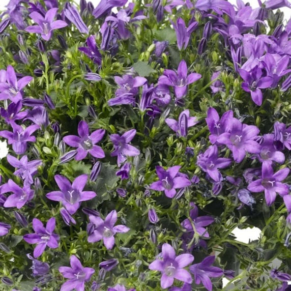Campanula portenschlagiana 'Clockwise Blue' 1L