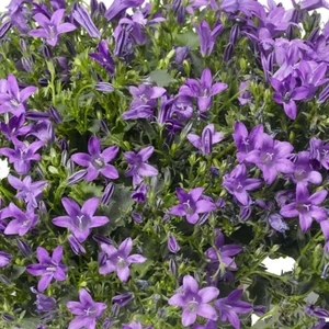 Campanula portenschlagiana 'Clockwise Blue' 9cm