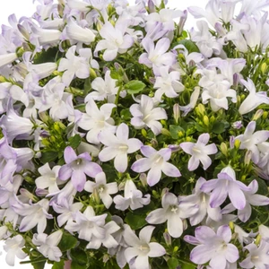 Campanula portenschlagiana 'Clockwise White Blush' 1L