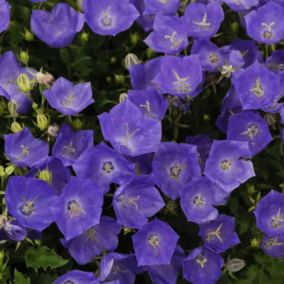 Campanula carpatica 'Dark Blue'