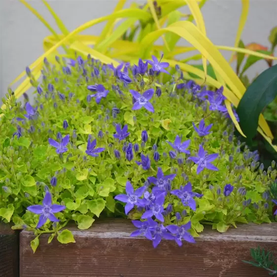 Picture Credit - Kernock Park Plants Ltd.