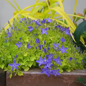 Picture Credit - Kernock Park Plants Ltd.