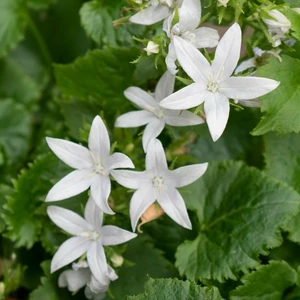 Campanula poscharskyana 'E H Frost' 9cm