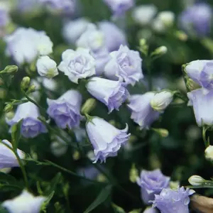 Picture Credit - Kernock Park Plants Ltd.
