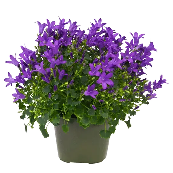 Campanula portenschlagiana 'Get Mee Blue'