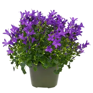 Campanula portenschlagiana 'Get Mee Blue'