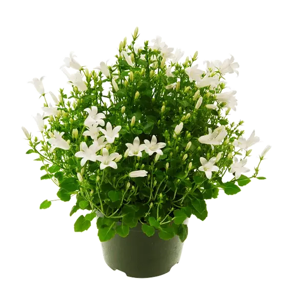 Campanula portenschlagiana 'Get Mee White'