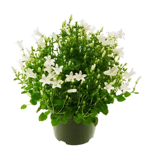 Campanula portenschlagiana 'Get Mee White'