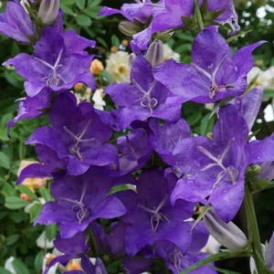 Campanula latiloba 'Highcliffe Variety'