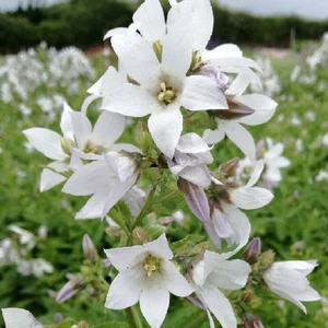 Campanula lactiflora 'Monica's Dream'
