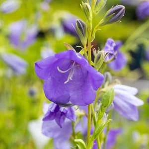Campanula persicifolia