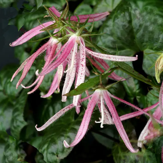 Campanula punctata 'Pink Octopus' - image 1