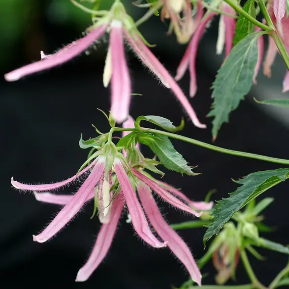 Campanula punctata 'Pink Octopus' - image 2