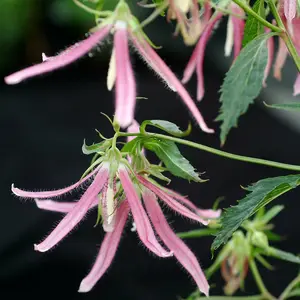 Campanula punctata 'Pink Octopus' - image 2