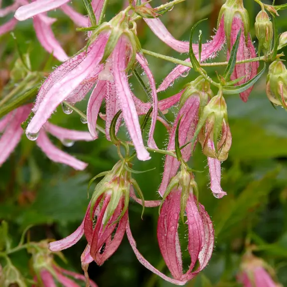 Campanula punctata 'Pink Octopus' - image 3