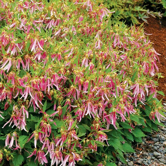 Campanula punctata 'Pink Octopus' - image 4