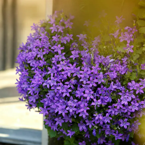 Campanula portenschlagiana 9cm - image 2