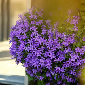 Campanula portenschlagiana 9cm - image 2