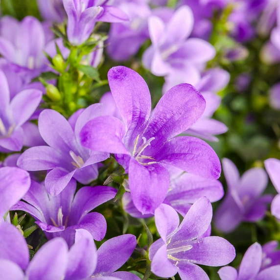 Image Credit: Syngenta Flowers