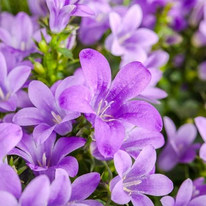 Image Credit: Syngenta Flowers