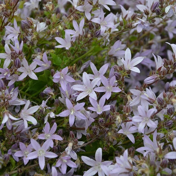 Picture - Kernock Park Plants