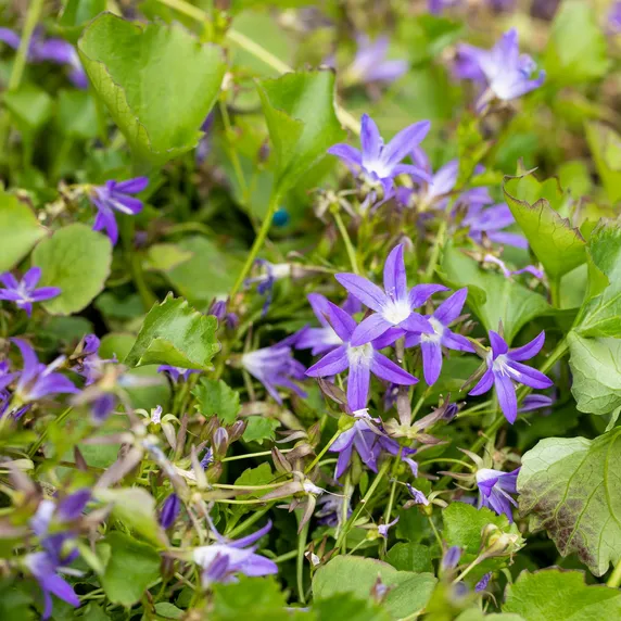 Campanula poscharskyana 'Stella' 9cm