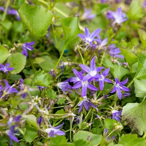 Campanula poscharskyana 'Stella' 9cm