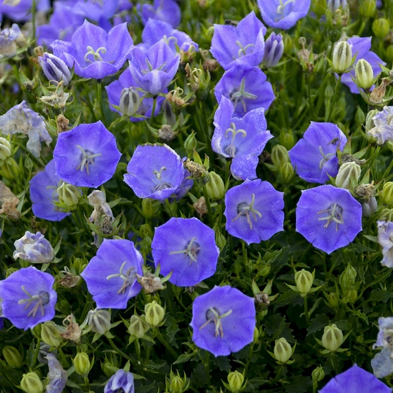 Campanula carpatica 'Rapido Blue' - image 1