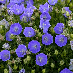 Campanula carpatica 'Rapido Blue' - image 1