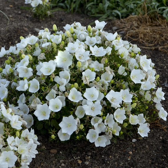 Campanula carpatica 'Rapido White'