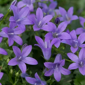 Image Credit: Ball Horticultural Company