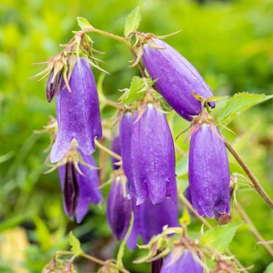 Picture Credit - Terra Nova Nurseries