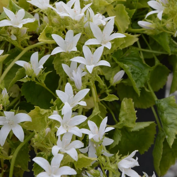 Picture - Kernock Park Plants