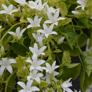 Picture - Kernock Park Plants