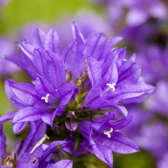 Picture Credit - Bridge Nursery