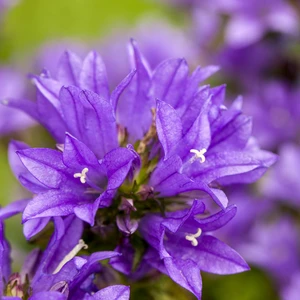 Picture Credit - Bridge Nursery