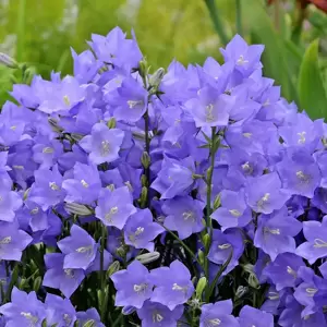 Campanula persicifolia 'Takion Blue' 3L - image 1