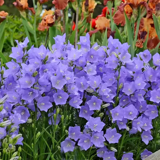 Campanula persicifolia 'Takion Blue' 1.5L - image 2