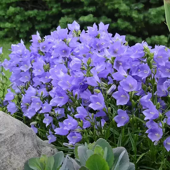 Campanula persicifolia 'Takion Blue' 1.5L - image 3